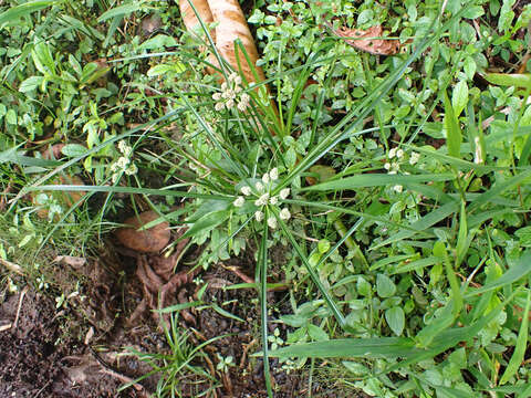 Image of Rush-like flatsedge