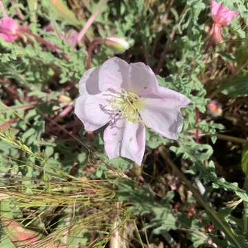 Imagem de Oenothera wigginsii W. Klein