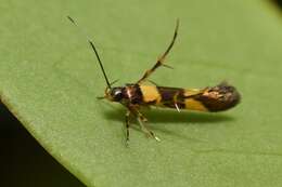 Image of Aeoloscelis chrysophoenicea Meyrick 1897