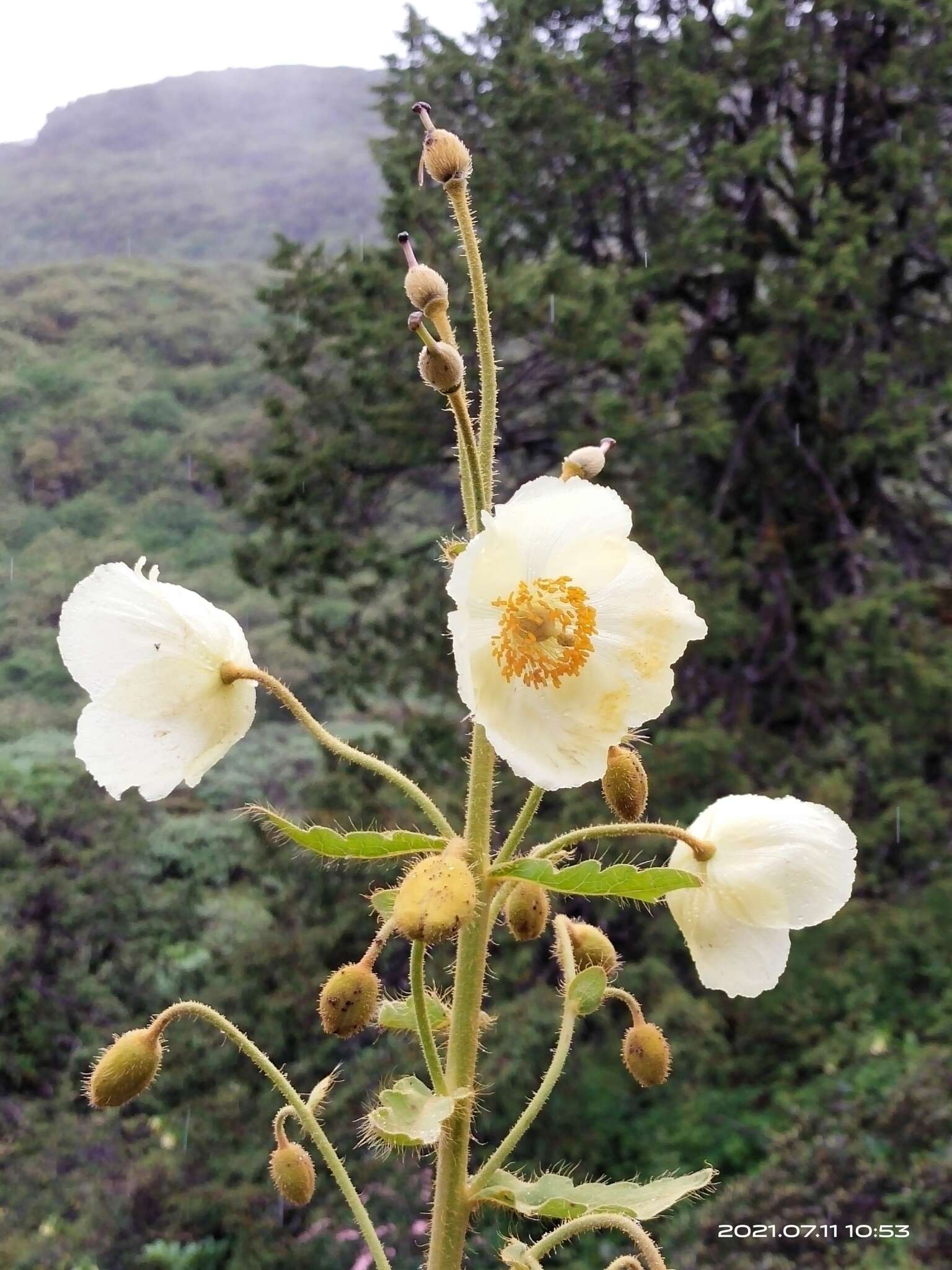 Image of Meconopsis paniculata (D. Don) Prain