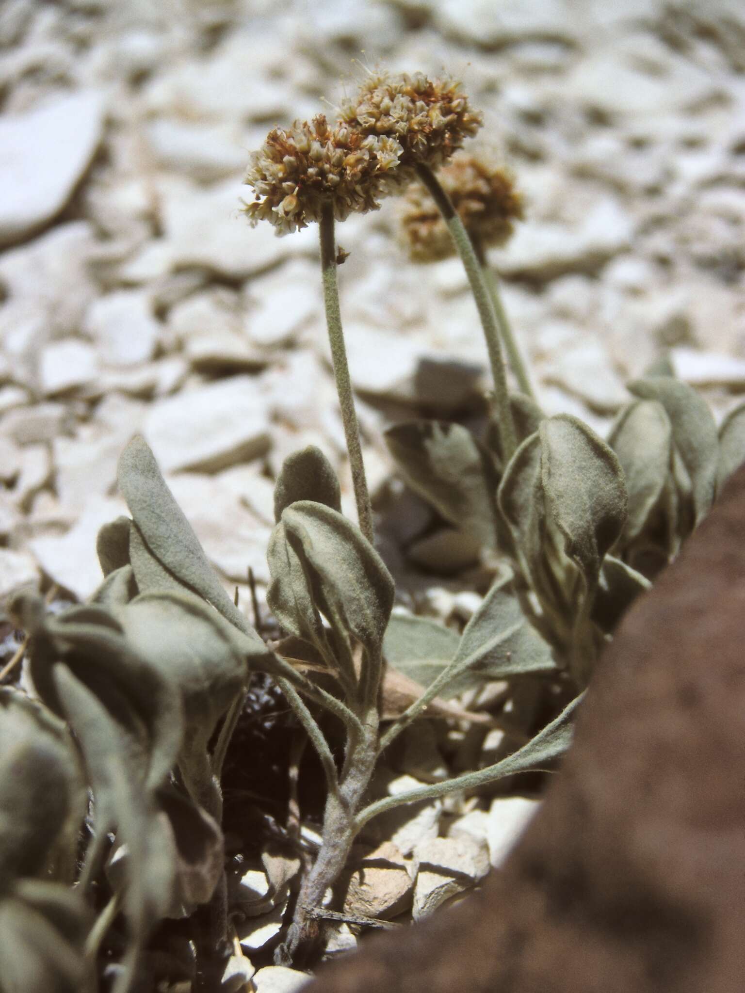 Image of Churchill Narrows buckwheat