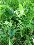 Image of Silene procumbens Murr.