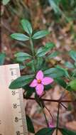 Image of Boronia fraseri Hook.