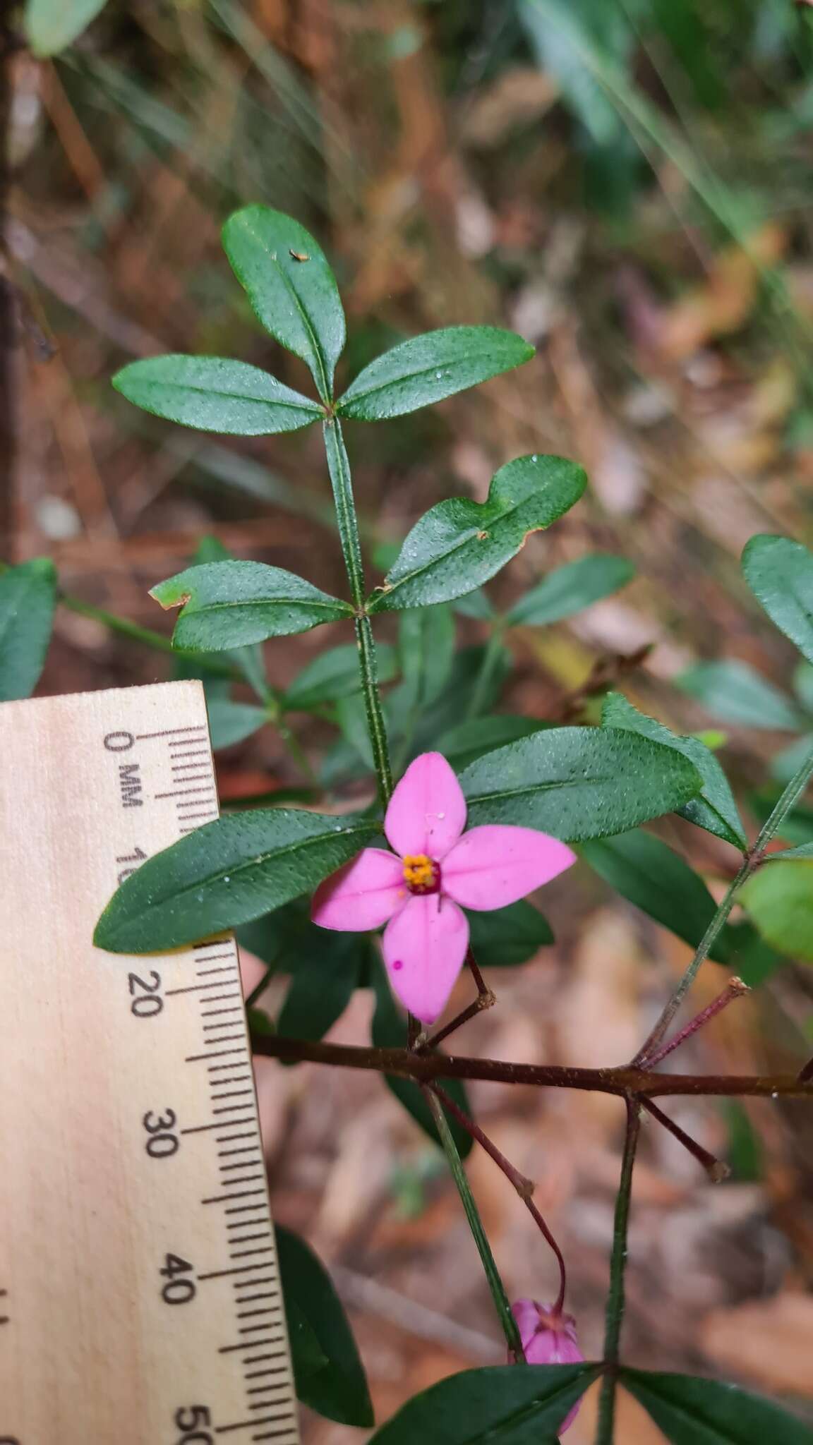 Image of Boronia fraseri Hook.