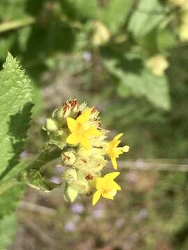 Image of Waltheria communis A. St.-Hil.