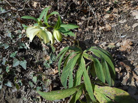 Image of Helleborus viridis subsp. viridis L.