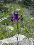 Image of Iris filifolia Boiss.