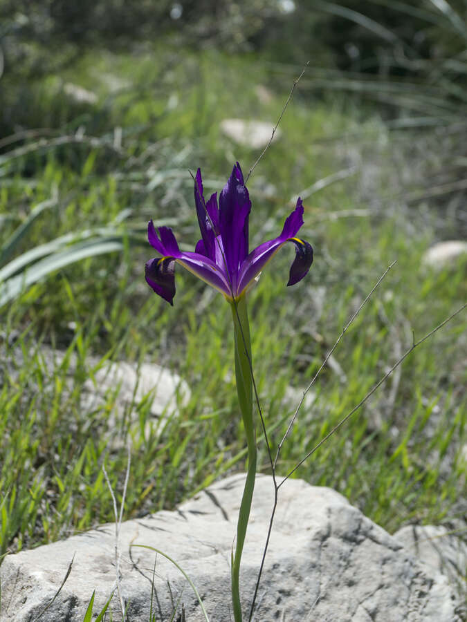 Image of Iris filifolia Boiss.