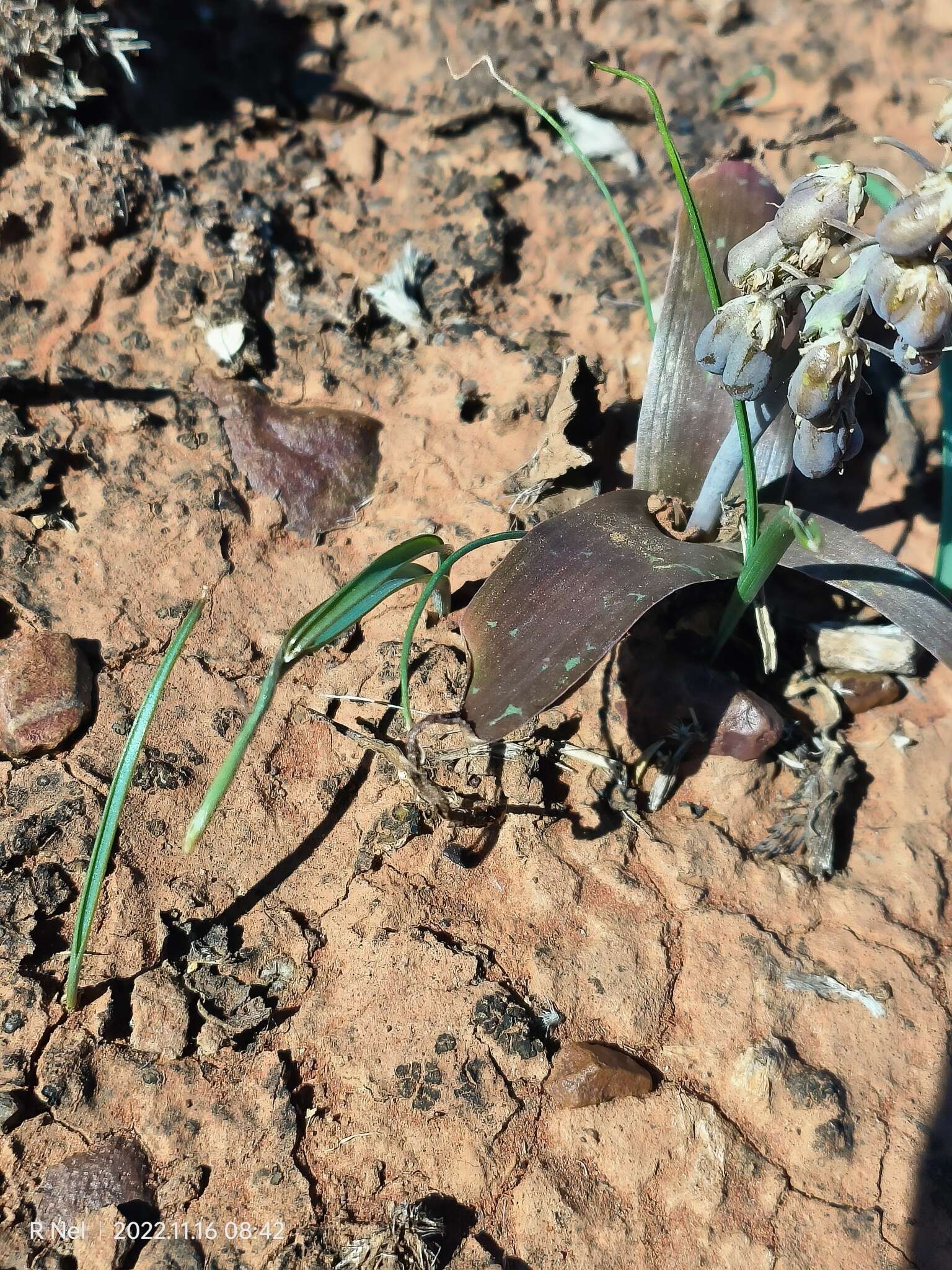 Image of Ledebouria apertiflora (Baker) Jessop