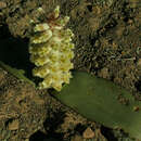 Image of Lachenalia congesta W. F. Barker