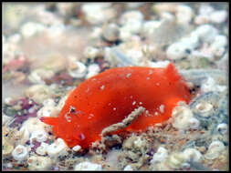 Image of Dendrodoris fumata (Rüppell & Leuckart 1830)