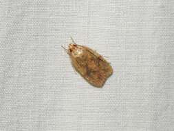 Image of Four-dotted Agonopterix