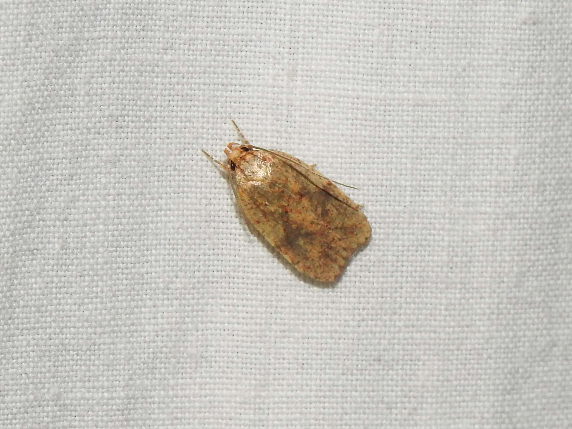 Image of Four-dotted Agonopterix