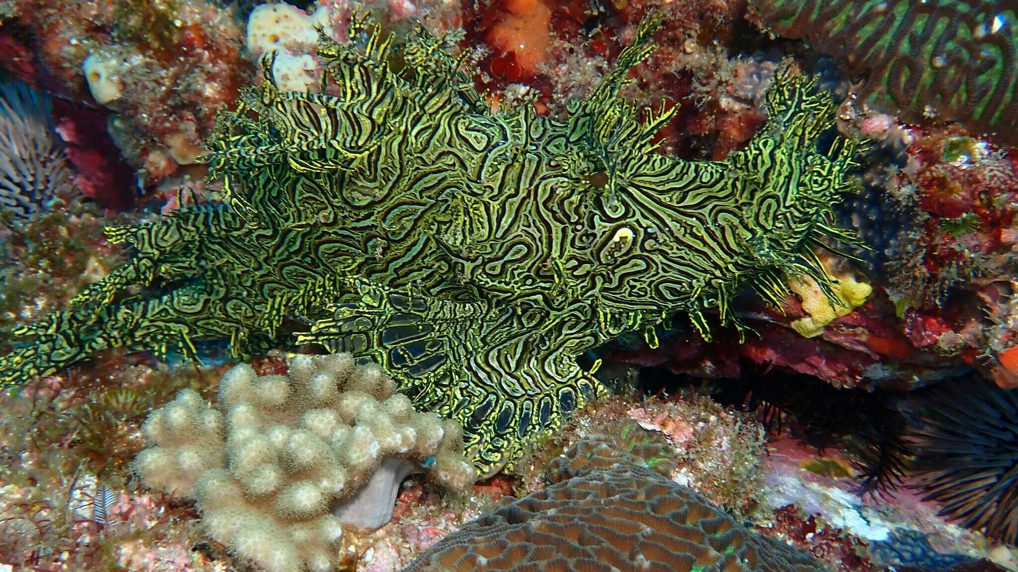 Image of Lacy scorpionfish