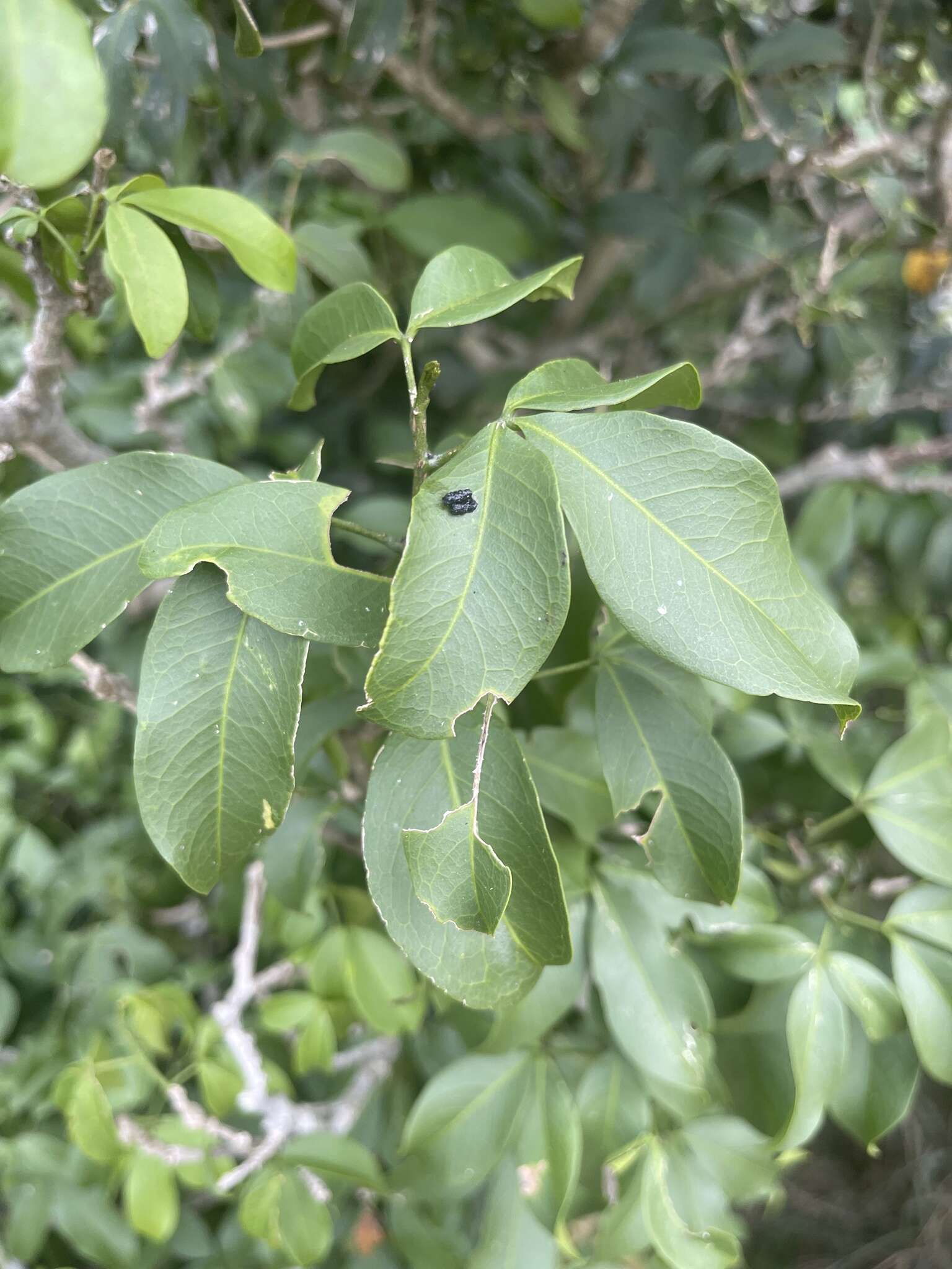 Image of Drooping ironwood