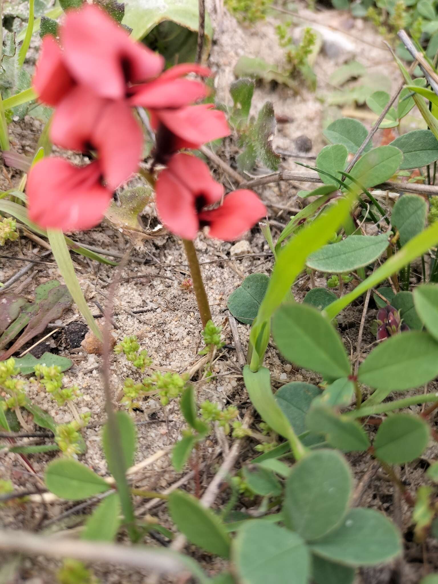 Image of Indigofera procumbens L.