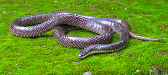 Image of Lesser Black Krait