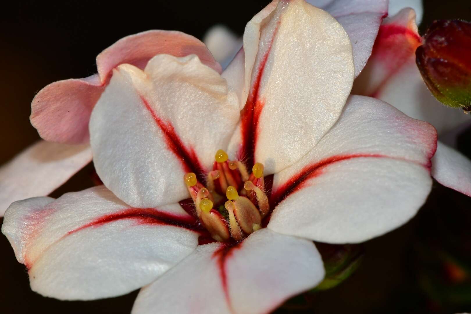 Image of Adenandra uniflora (L.) Willd.