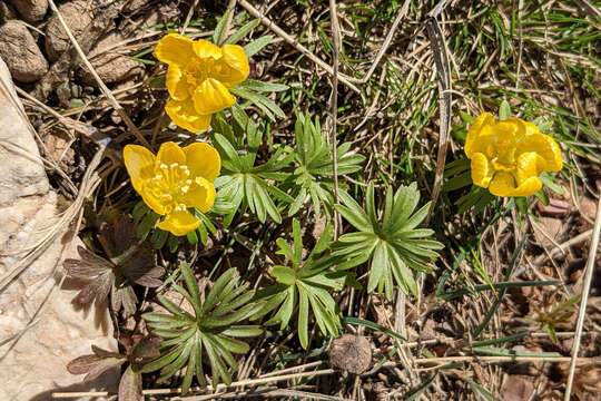 Image of <i>Eranthis cilicica</i>