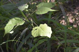 Image of big yellow velvetleaf