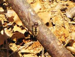 Sivun Acmaeodera pilosellae (Bonelli 1812) kuva