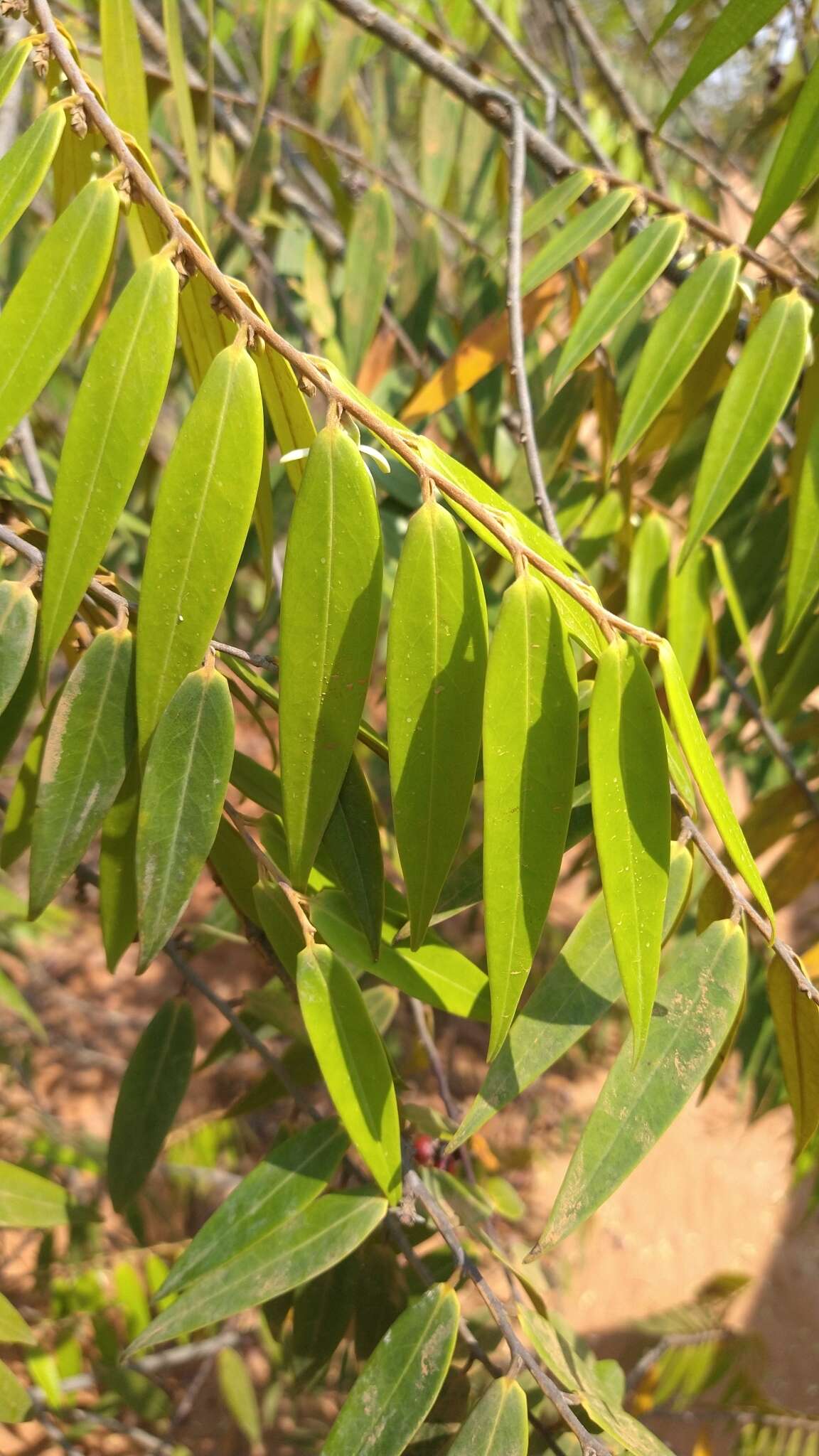 Image of Xylopia sericea A. St.-Hil.