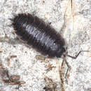 Porcellio orarum Verhoeff 1910 resmi