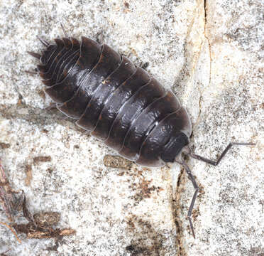 Image of Porcellio orarum Verhoeff 1910