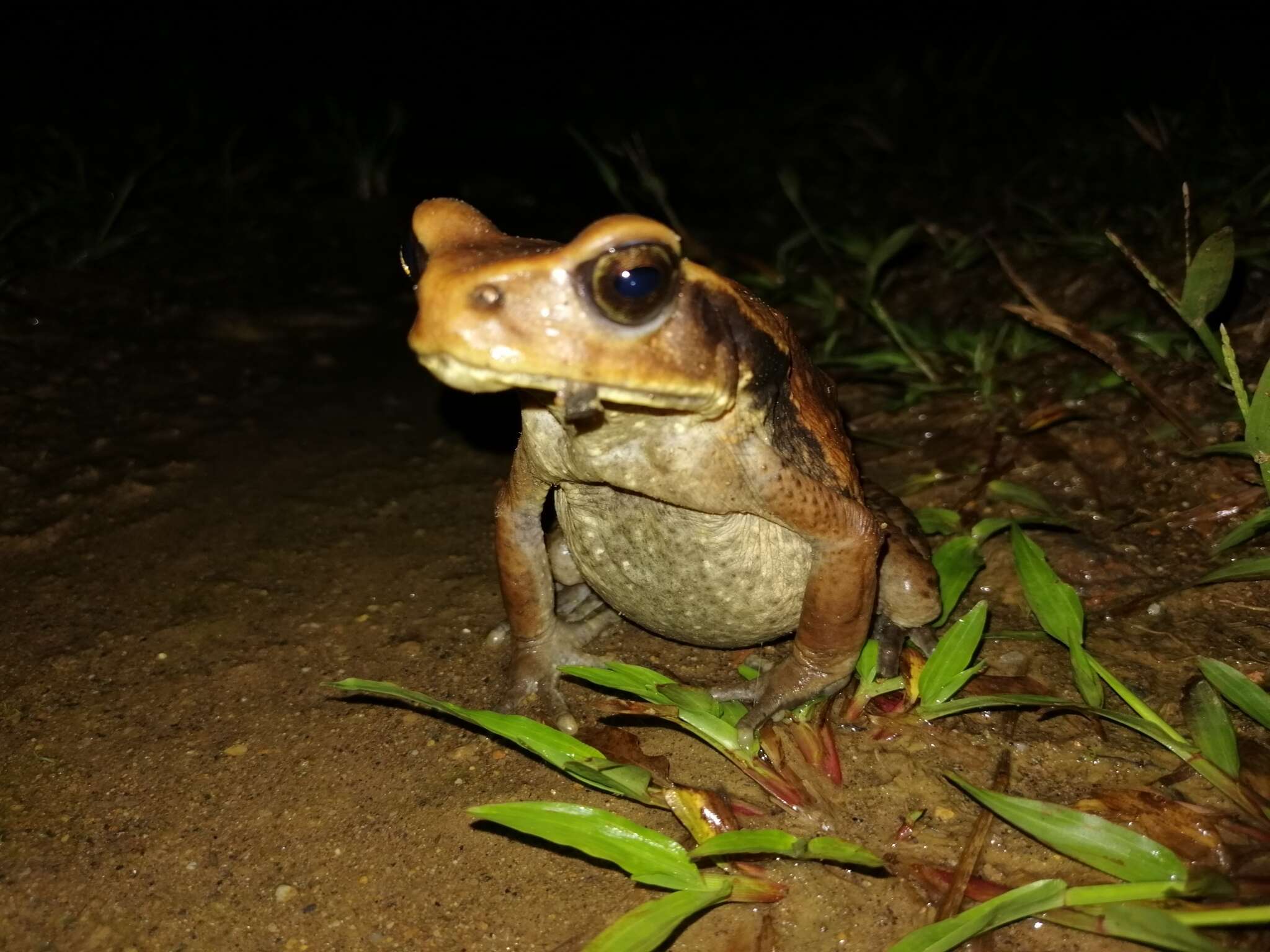 Image of Rhaebo ecuadorensis Mueses-Cisneros, Cisneros-Heredia & McDiarmid 2012