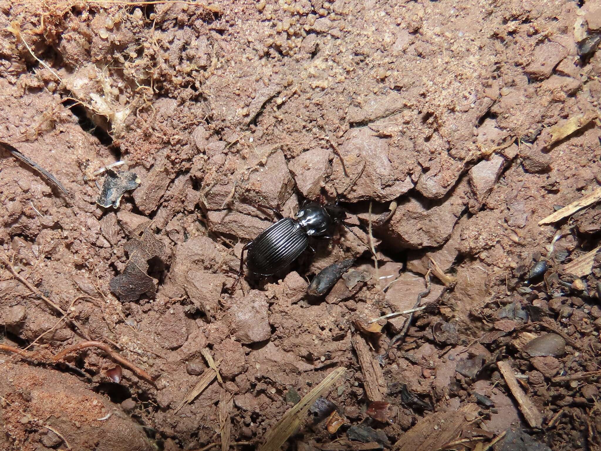 Image of Pterostichus (Petrophilus) coracinus (Newman 1838)