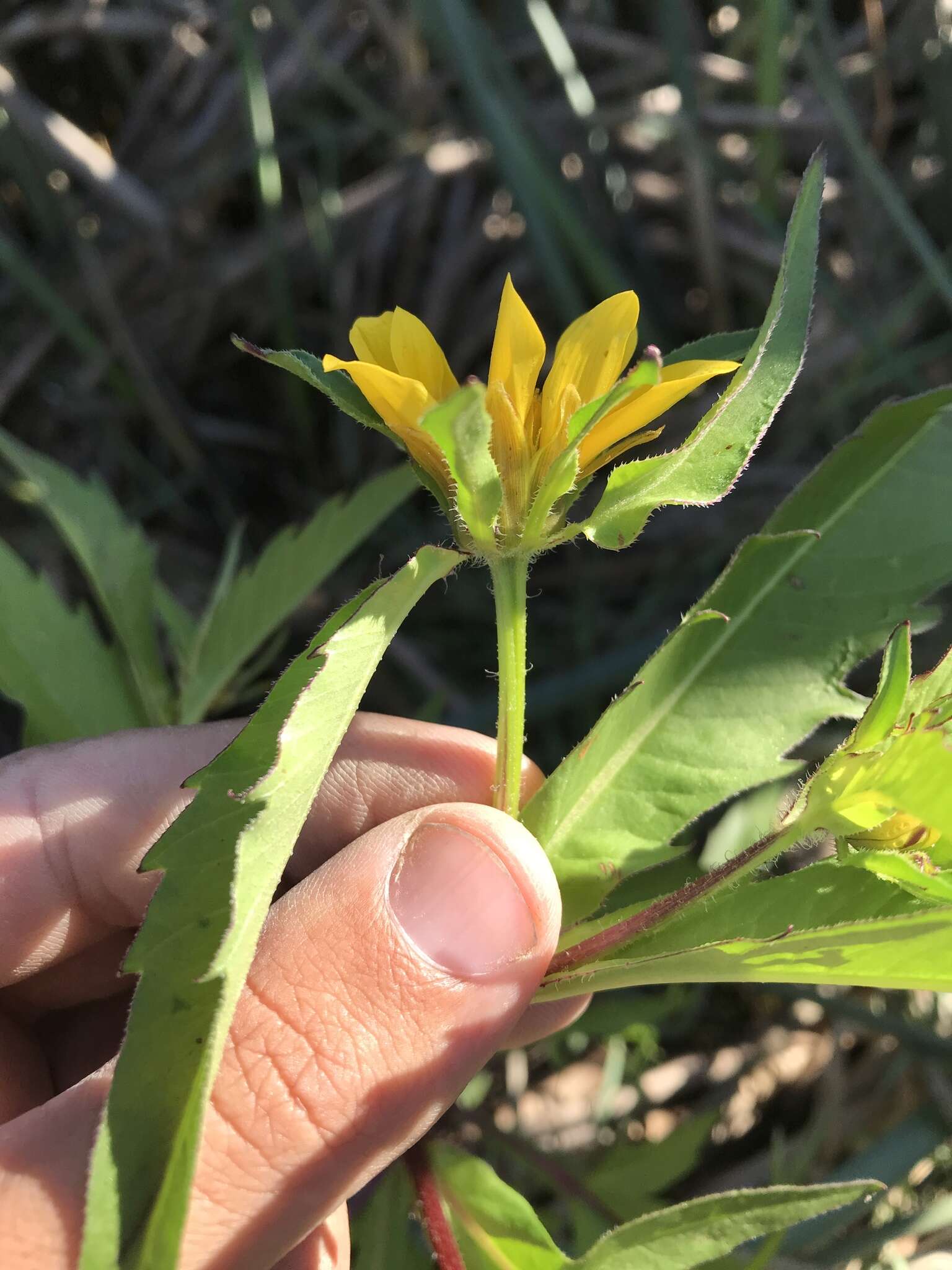 صورة Bidens amplissima Greene