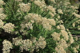 Image of Strandveld Blombush