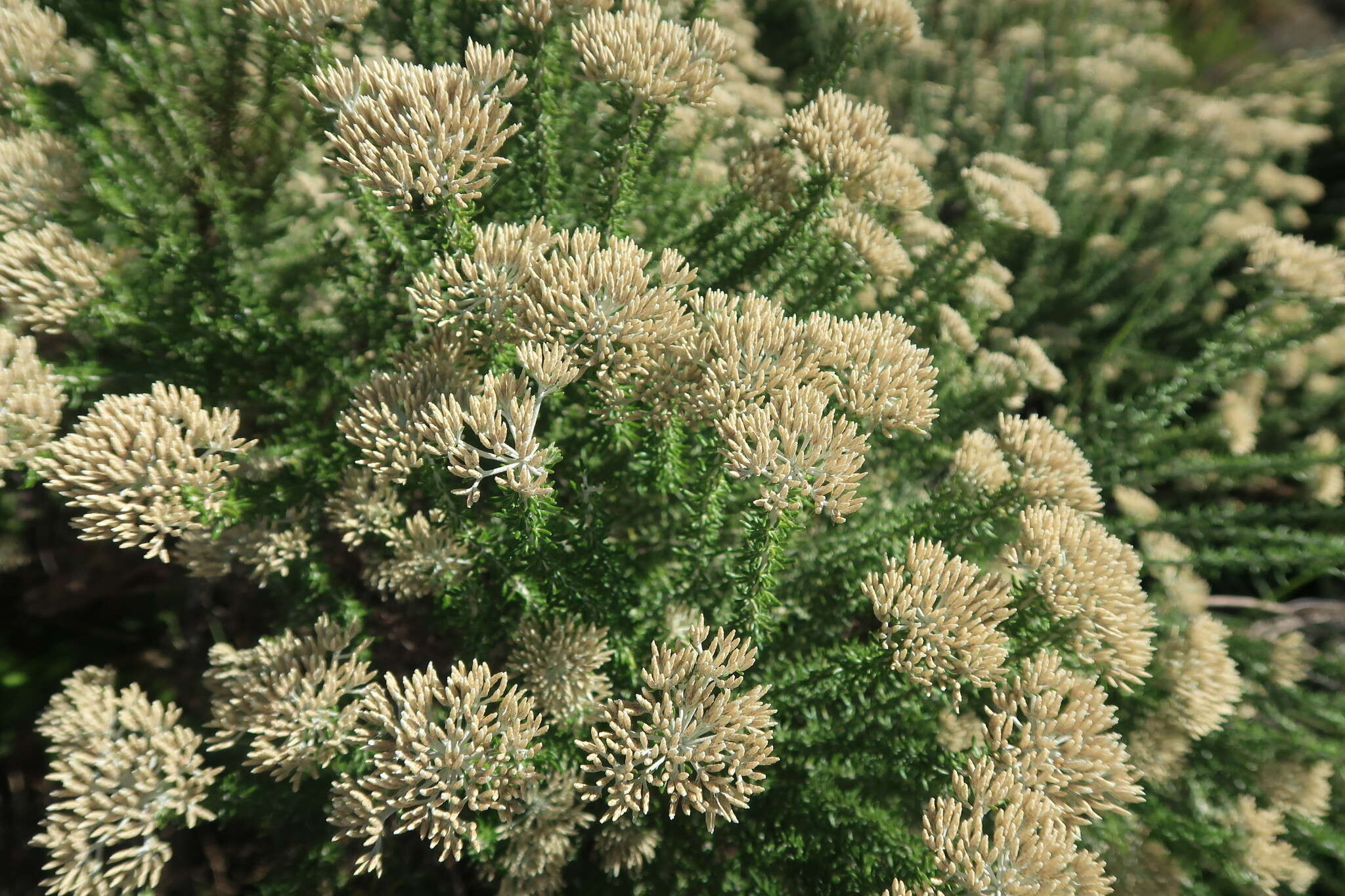 Image of Strandveld Blombush