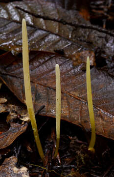 Image of Clavaria flavipes Pers. 1794