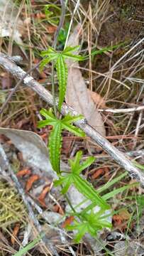 Image of Dioscorea brachybotrya Poepp.