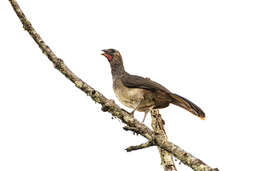 Image of Brazilian Chachalaca