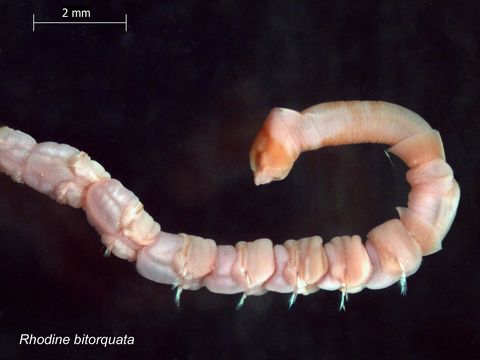 Image of <i>Rhodine bitorquata</i>