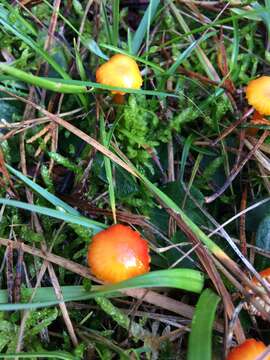 Image of Hygrocybe insipida (J. E. Lange) M. M. Moser 1967