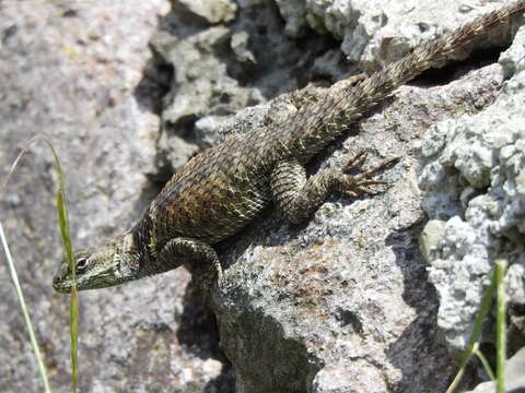 Sceloporus mucronatus Cope 1885 resmi