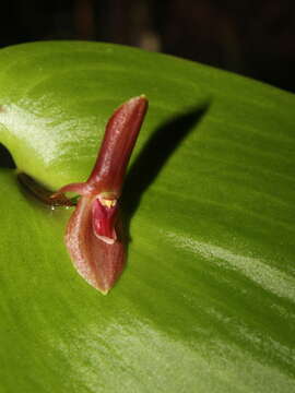 Image of Pleurothallis cardiothallis Rchb. fil.