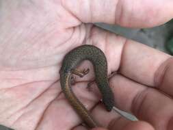 Image of Southern Weasel Skink