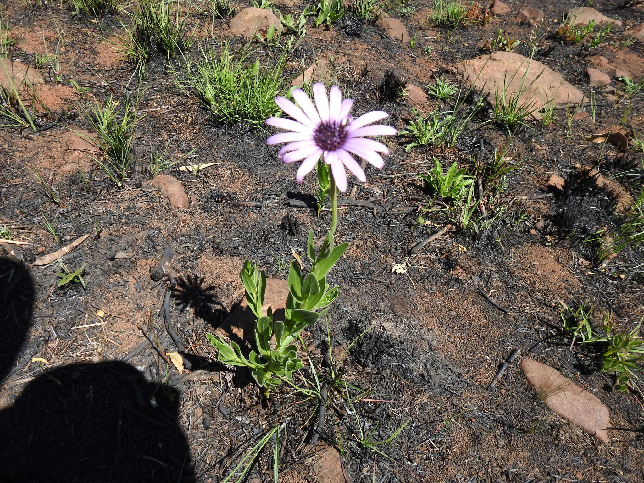 Image de Dimorphotheca spectabilis Schltr.