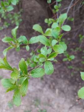 Image of Culver's root