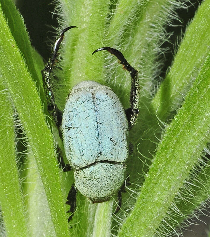 Sivun Hoplia chlorophana Erichson 1848 kuva