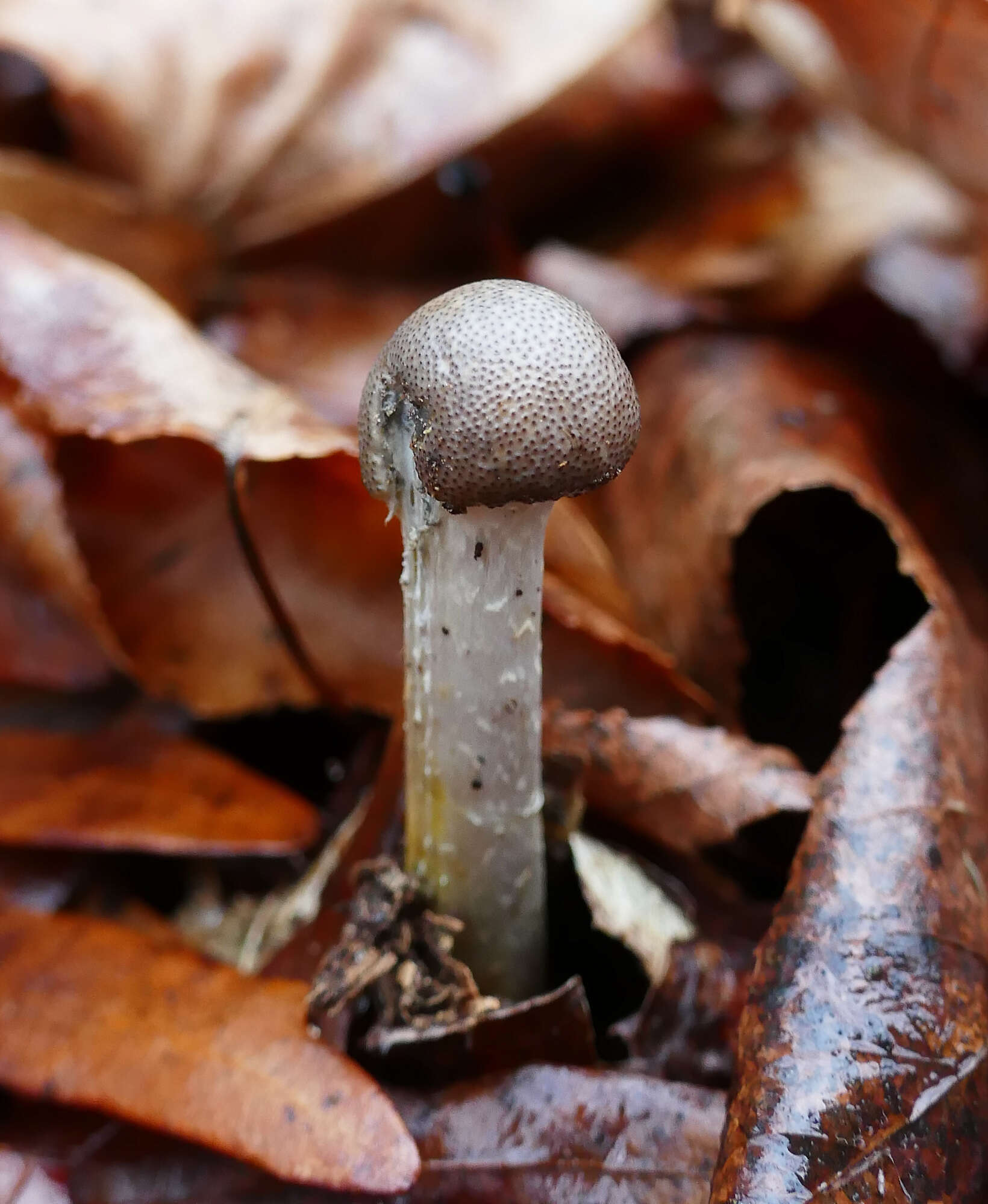 Image of Tolypocladium rouxii (Cand.) Quandt, Kepler & Spatafora 2014