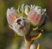 Image of Phylica purpurea var. floccosa Pillans