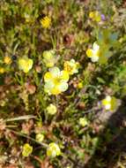 Image of narrowleaf queen poppy