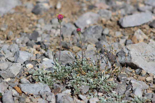 Image of Jacobaea boissieri (DC.) Pelser