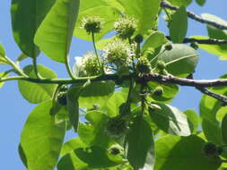 Image of Ogeechee tupelo