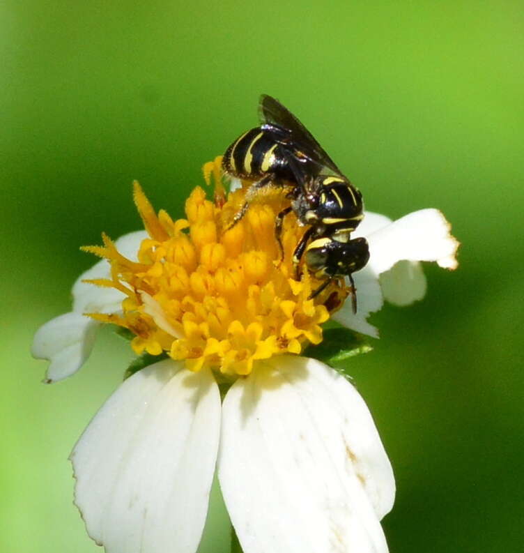 Sivun Ceratina nigrolateralis Cockerell 1916 kuva